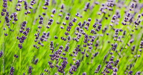 Lavendelblüten vor  Hintergrund