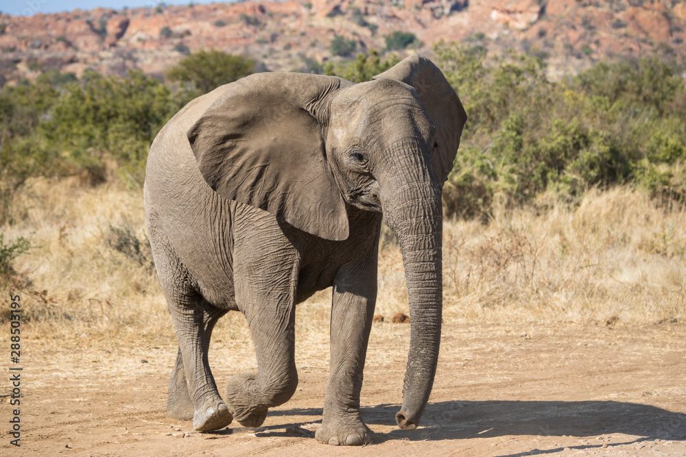 Lone young African elephant walking