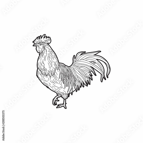 Animal Rooster Black Line Nature Farm Agriculture Business Company Stock Vector Logo Design Template