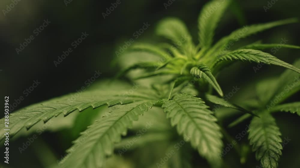 Close-up of a Growing Bud and Leafs of Legal Medical Cannabis Swaying in the Wind in Slow Motion Close-up of a Growing Bud and Leafs of Legal Medical Cannabis Swaying in the Wind in Slow Motion