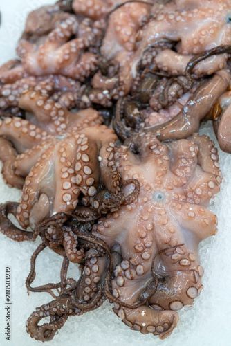 Little octopuses are sold in store on ice.