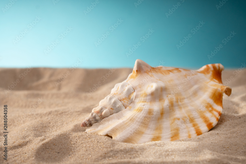 Seashell in the sand, a shelter for mollusks. Travel card, blue background. Ociana Beach, nature and relaxation beach. There is a place for inscription. Seashell in the sand, a shelter for mollusks. Travel card, blue background. Ociana Beach, nature and relaxation beach. There is a place for inscription.