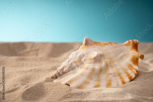 Seashell in the sand, a shelter for mollusks. Travel card, blue background. Ociana Beach, nature and relaxation beach. There is a place for inscription.