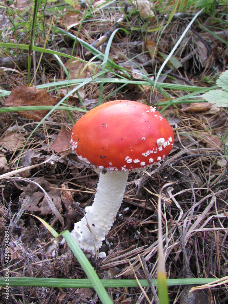 amanita amanita