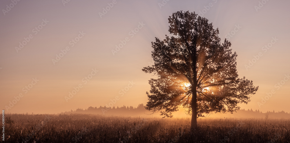 Tree on a early autumn morning in Russia