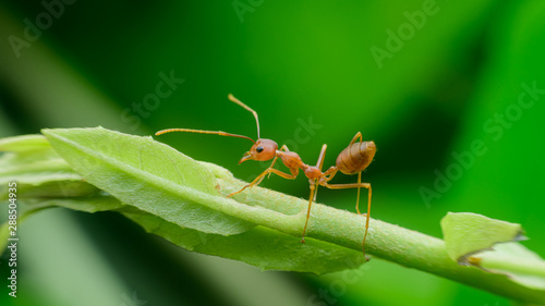 Red ant walk on green leaf