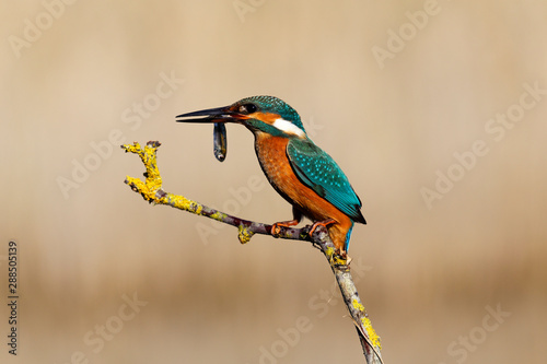 The common kingfisher from Nin