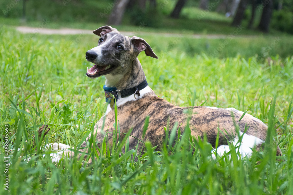 Beautiful hound lying on the green grass in the park. The dog belongs to the Whippet breed