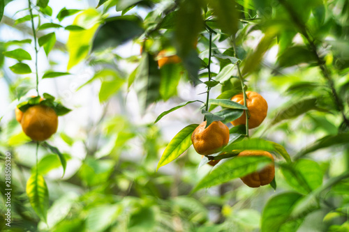 Ripe, juicy fruits of mandarin grow on a tree in the garden. Sunlight. Selective focus