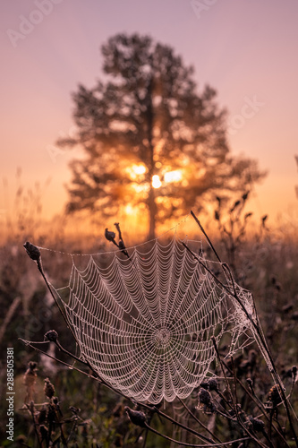 Dew drops on spider web in foggy field in morning. Spider web dew macro view. Spider web dew drops in morning field background