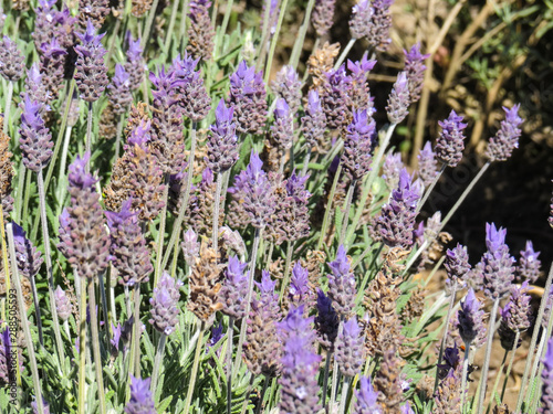 Lavender flowering in field  with blurred background.