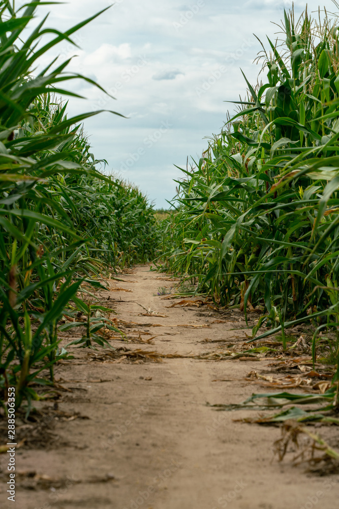 Path through a cornfield leading to the horizon Path through a cornfield leading to the horizon