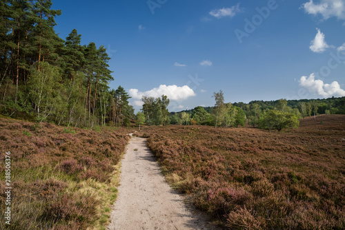 Heidschnuckenweg Fischbeker Heide Hamburg im Sommer