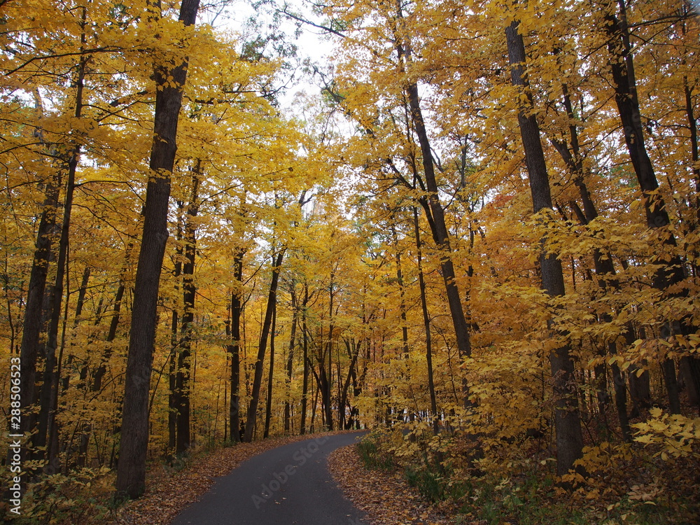 Obraz premium マディソン