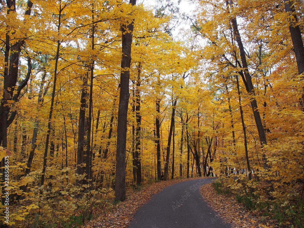 Obraz premium マディソン