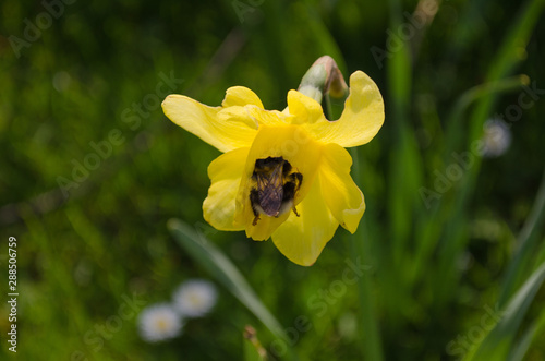 Bee In A Daffofil