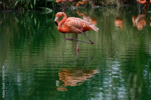 Resting Flamingo With Reflection