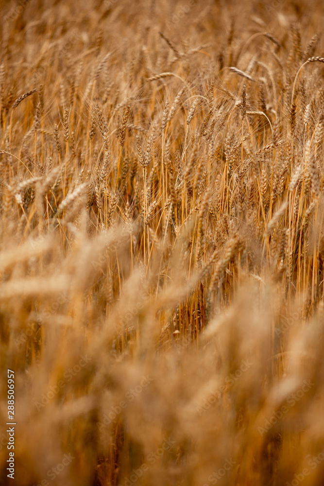 Fototapeta premium cereals