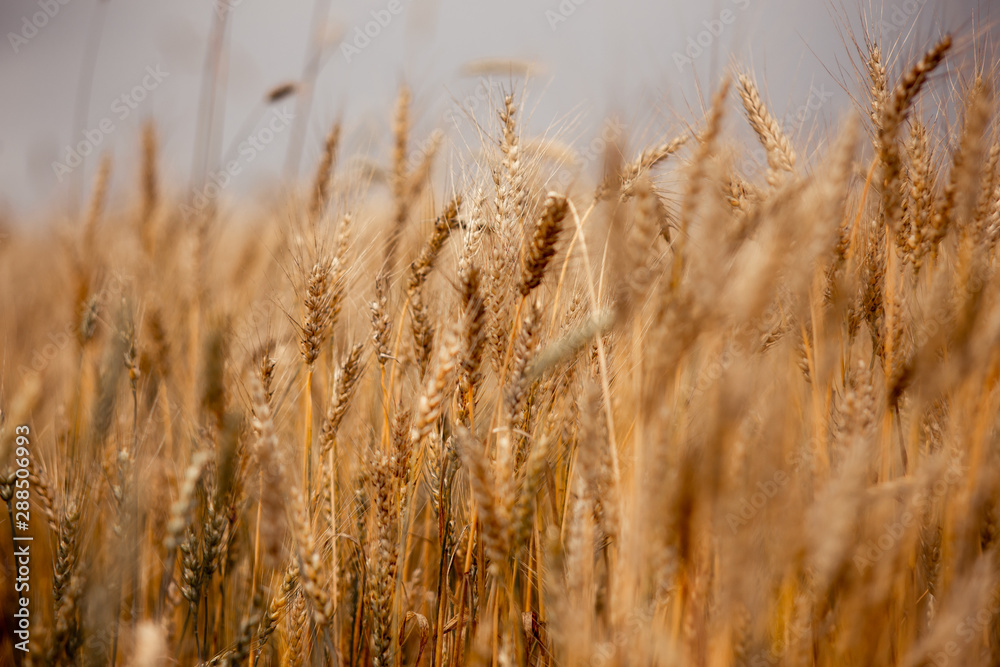 cereals cereals