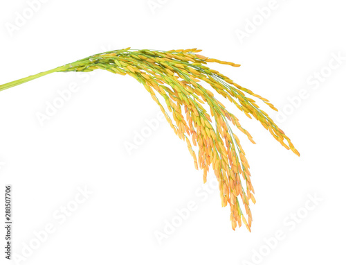 ear of paddy, ears of Thai jasmine rice isolated on white background
