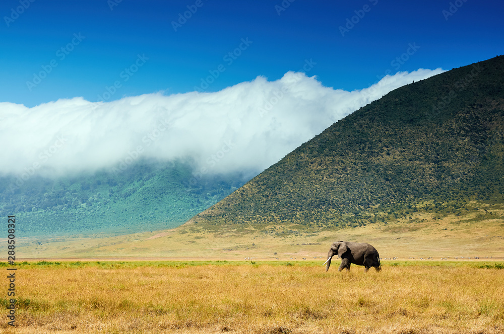 Landscape with elephant in Ngorongoro C.A.