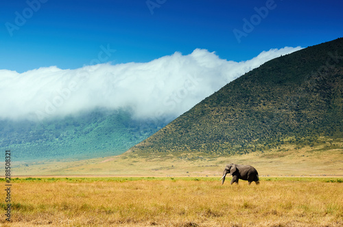 Landscape with elephant in Ngorongoro C.A.