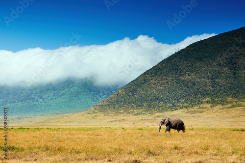 Obraz na płótnie Landscape with elephant in Ngorongoro C.A. w salonie