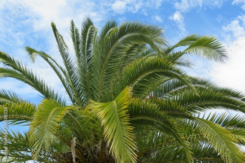 Palm tree branches on blue sky background in Florida nature, closeup