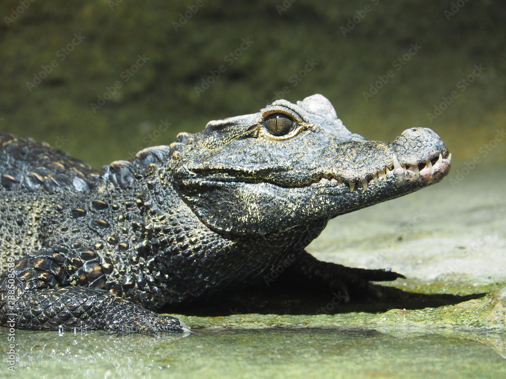 A closeup image of a baby crocodile