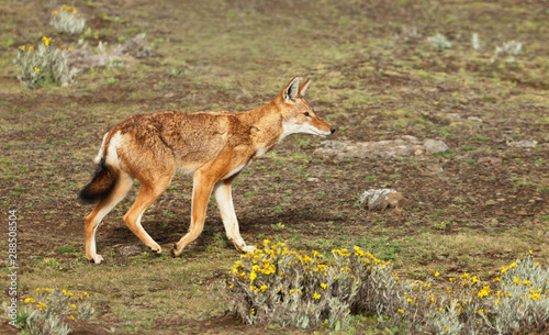 Close up of a rare and endangered Ethiopian wolf