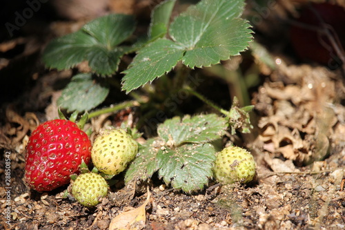 Fragole in maturazione