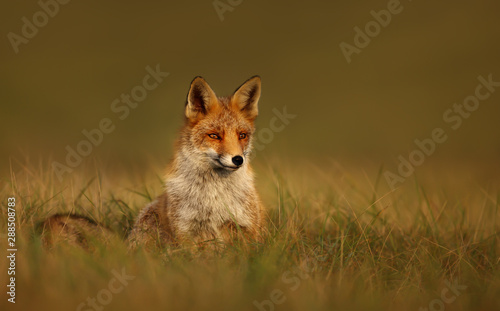 Close up of a Red fox at sunset © giedriius