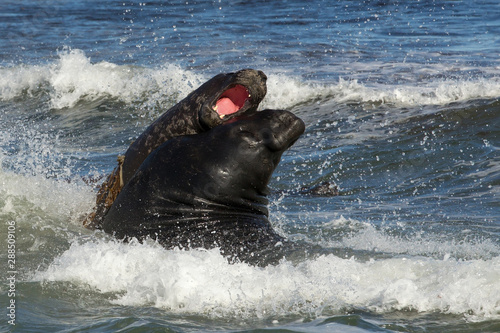 Obraz na plátně Southern elephant seals fighting in the Atlantic ocean
