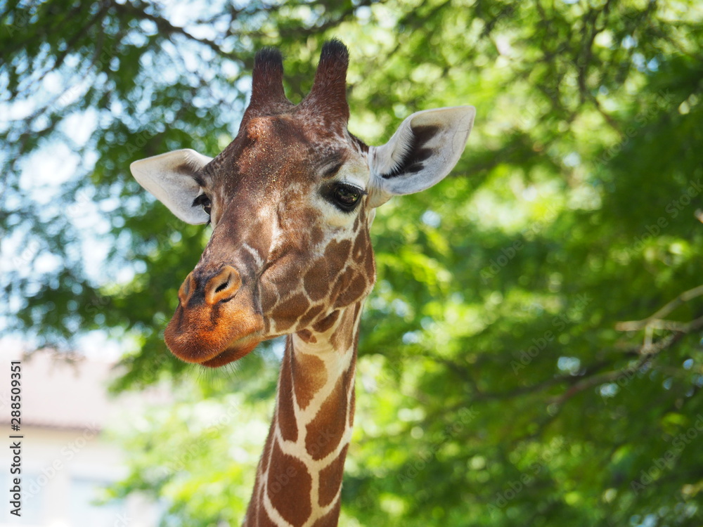 A closeup image of a giraffe
