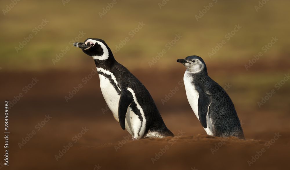 Fototapeta premium Magellanic penguins standing near a burrow