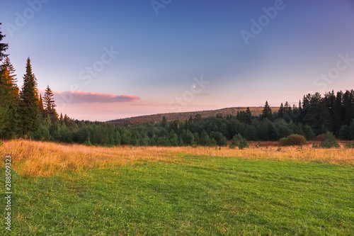 Autumn landscape. Yellowed grass in the meadow against the backdrop of the forest.
