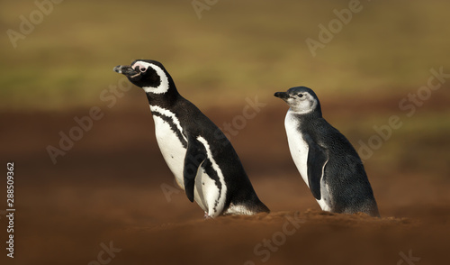 Magellanic penguins standing near a burrow