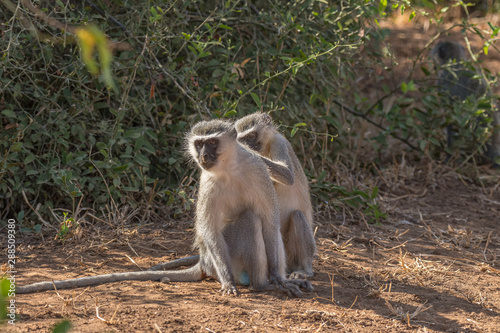Tableau sur toile Vervet monkey, Chlorocebus pygerythrus, grooming another monkey