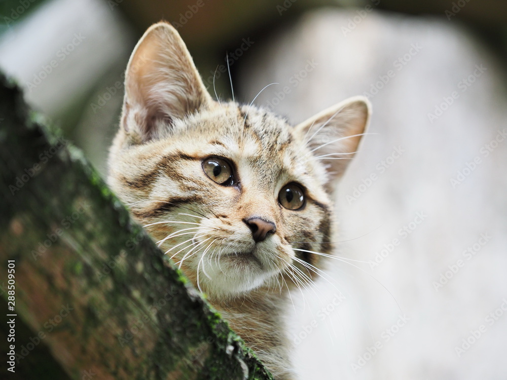 Obraz premium junge Wildkatze