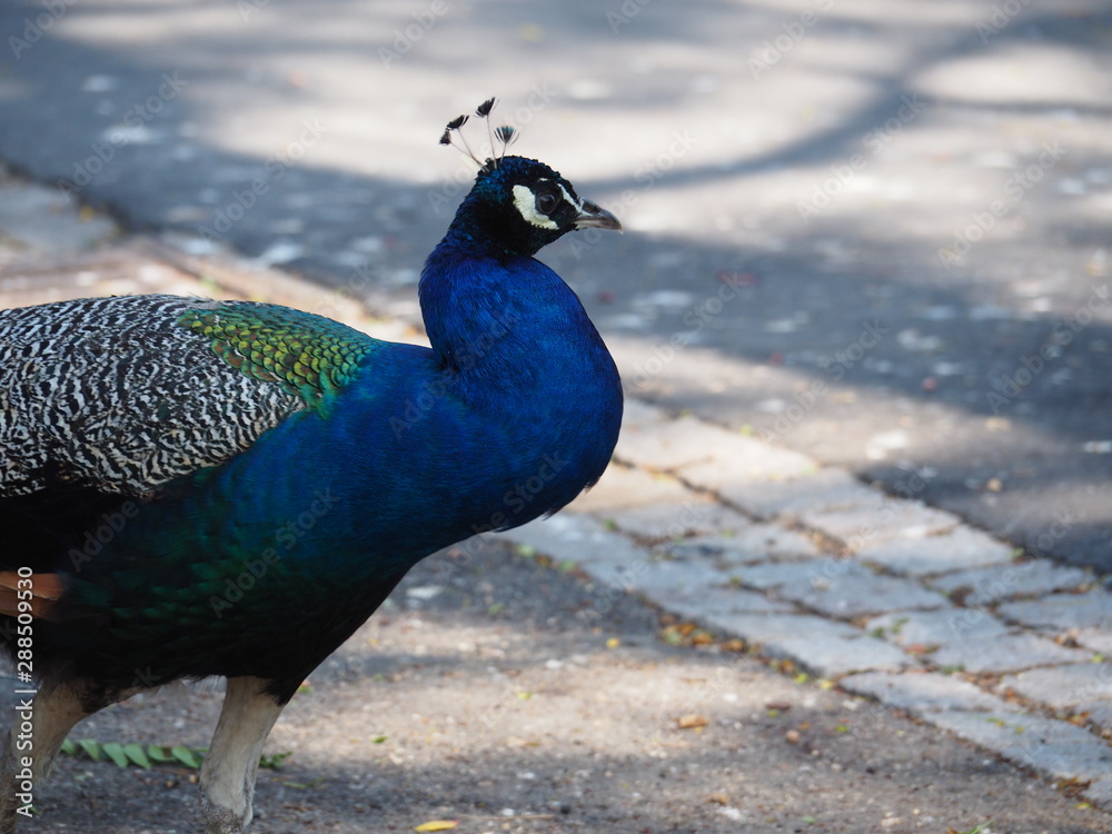 A closeup image of a peacock walking on the street