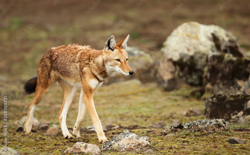 Obraz premium Close up of a rare and endangered Ethiopian wolf