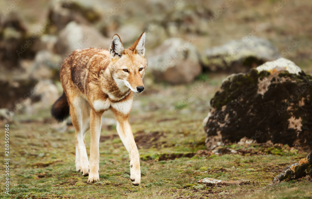Obraz premium Close up of a rare and endangered Ethiopian wolf