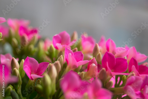 Fototapeta Naklejka Na Ścianę i Meble -  Kalanchoe blossfeldiana de pequeñas flores rosas