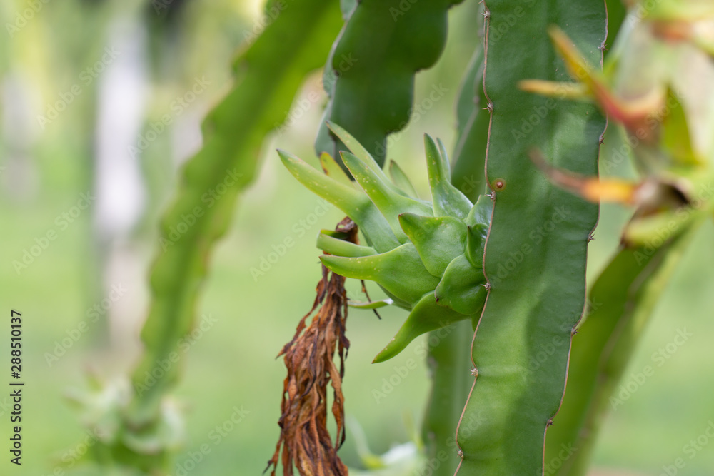 Obraz premium Dragon fruit field or Landscape of pitahaya field, A pitaya or pitahaya is the fruit of several cactus species indigenous to the Americas