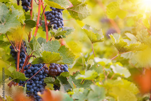 Bunch of grapes on a vineya...