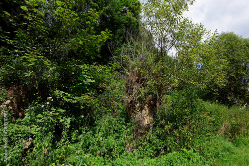 Kopfweide am Waldrand, Schwäbische Alb, Baden-Württemberg photo