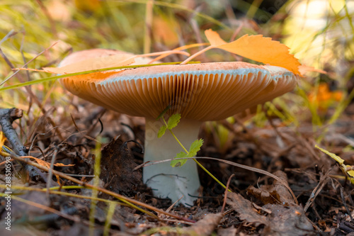 Mushrooms in the autumn forest close-up. Macro shooting.