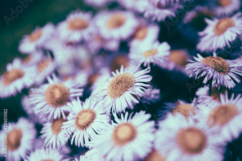 Colorful chamomile in garden  summer background