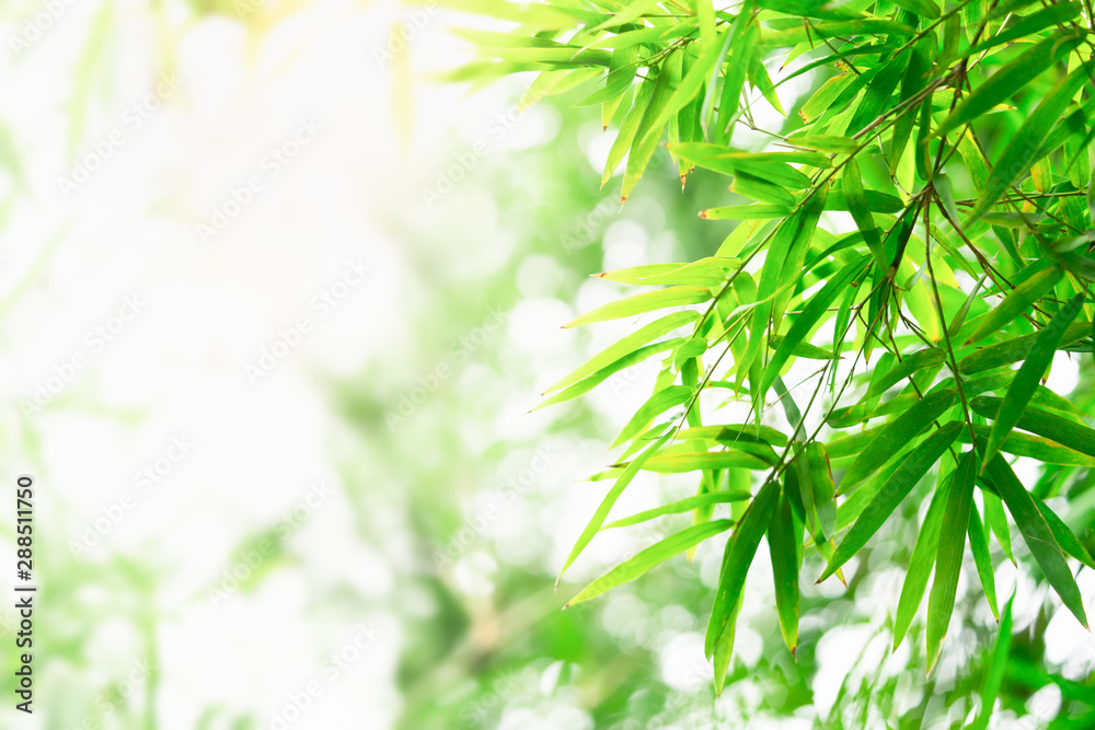 Bamboo leaves, Green leaf on blurred greenery background. Beautiful leaf texture in nature. Natural background. close-up of macro with free space for text. Bamboo leaves, Green leaf on blurred greenery background. Beautiful leaf texture in nature. Natural background. close-up of macro with free space for text.