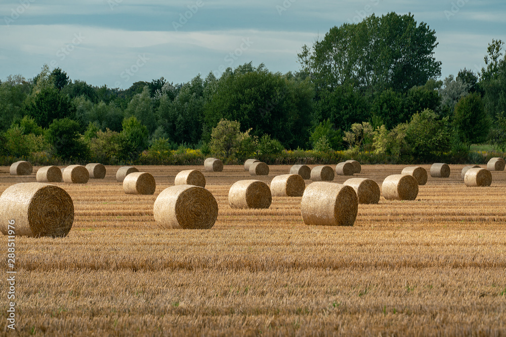 Fototapeta premium Cheerful autumn scene with round bales of straw on a mown cereal field